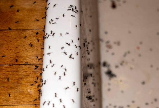 Best Pest Control for Businesses  in Broadmoor, CA