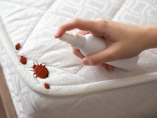 Best Ant Control Services  in Broadmoor, CA