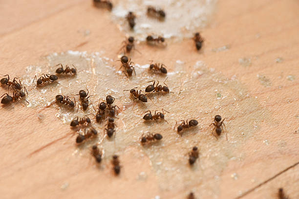 Best Affordable Pest Control Services  in Broadmoor, CA