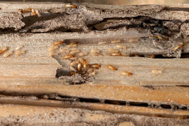 Best Residential Pest Control  in Broadmoor, CA